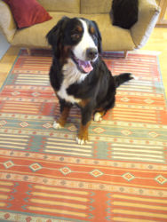 ペットのいるお家にもキリムは最適。キリムは原料が羊毛のため、ペットは嫌がるどころか、むしろ好む傾向にあります。このキリムはワンちゃんもお気に入り。